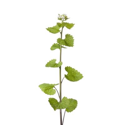 Alliaria Officinalis, Urtinktur oder Pflanzenextrakt BIO