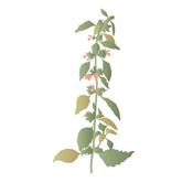 Ballota Foetida-Andorn, schwarzer, Urtinktur oder Pflanzenextrakt BIO