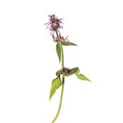 Betonica Officinalis-Ziest, Urtinktur oder Pflanzenextrakt BIO