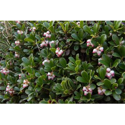 Arctostaphylos Uva Ursi, Urtinktur oder Pflanzenextrakt BIO