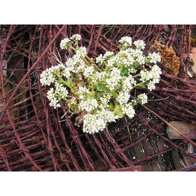 Cochlearia Officinalis-Echtes Löffelkraut, Urtinktur oder Pflanzenextrakt BIO