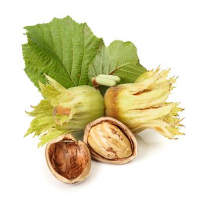 Corylus Avellana-Hasel, Knospen Glycerinmazerat BIO