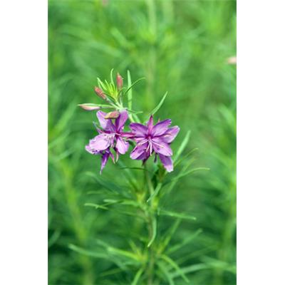 Epilobium Palustre-Weidenröschen, sumpf, Urtinktur oder Pflanzenextrakt BIO