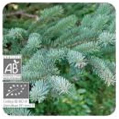 Ätherisches Öl Schwarzfichte - Picea mariana BIO
