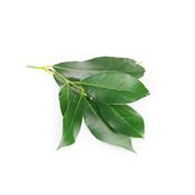 Laurus Nobilis-Lorbeer, Urtinktur oder Pflanzenextrakt BIO