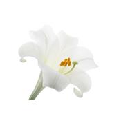 Lilium Album-Lilie, weisse, Urtinktur oder Pflanzenextrakt BIO
