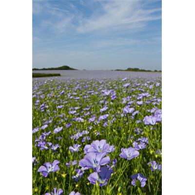 Linum Usitatissimum-Flachs, Urtinktur oder Pflanzenextrakt BIO