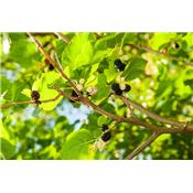 Morus nigra-Maulbeere, schwarzer, Knospen Glycerinmazerat BIO