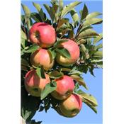 Pyrus malus-Apfel(baum), Knospen Glycerinmazerat BIO
