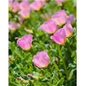 Portulacca Oleracea, Urtinktur oder Pflanzenextrakt BIO