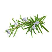 Rosmarinus Officinalis-Kraut, kranzen-, Knospen Glycerinmazerat BIO