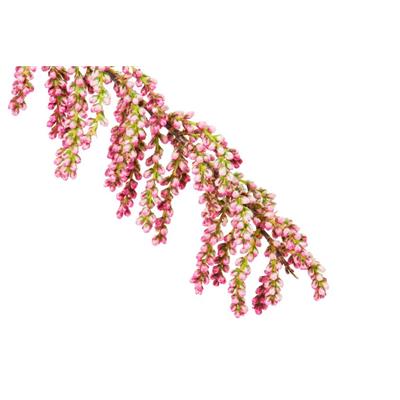 Tamarix gallica-, Knospen Glycerinmazerat BIO