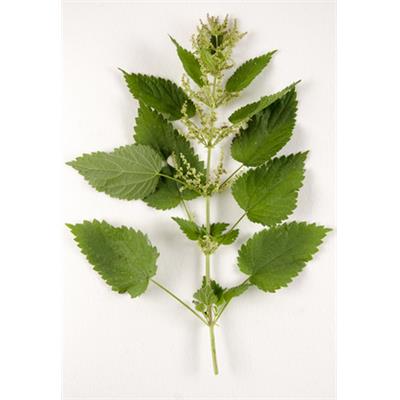Urtica Dioica-Brennessel, grosse, Urtinktur oder Pflanzenextrakt BIO