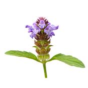 Prunella Vulgaris, Urtinktur oder Pflanzenextrakt BIO