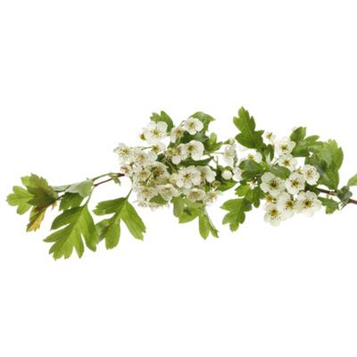 Crataegus Oxyacantha-Weissdorn, Urtinktur oder Pflanzenextrakt BIO