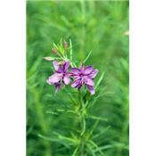 Epilobium Palustre-Weidenröschen, sumpf, Urtinktur oder Pflanzenextrakt BIO