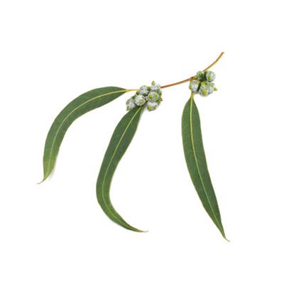 Eucalyptus globulus-Blaugummibaum, Urtinktur oder Pflanzenextrakt BIO