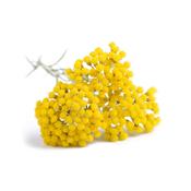 Ätherisches Öl Strohblume - Helichrysum italicum ssp radiata BIO
