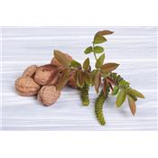 Juglans Regia-Edelnuss, Knospen Glycerinmazerat BIO