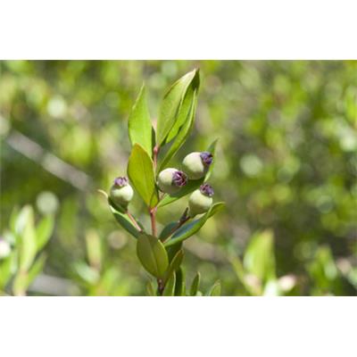 Myrtus Communis-Myrte, braut, Urtinktur oder Pflanzenextrakt BIO