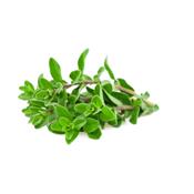 Origanum Majorana, Urtinktur oder Pflanzenextrakt BIO
