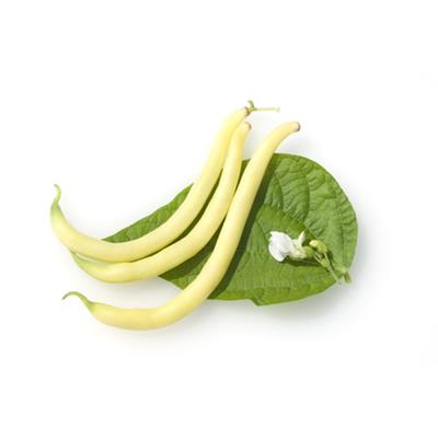 Phaseolus Vulgaris-Bohne, gemeine, Urtinktur oder Pflanzenextrakt BIO