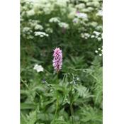 Polygonum Bistorta-Hirschzunge, Urtinktur oder Pflanzenextrakt BIO