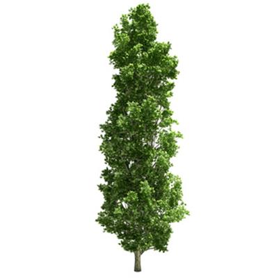 Populus Niger-Schwarzpappel, Knospen Glycerinmazerat BIO