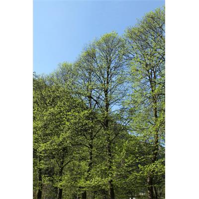 Populus Tremula-Aspe, Urtinktur oder Pflanzenextrakt BIO