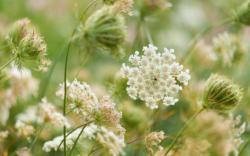 Spiraea ulmaria, Urtinktur oder Pflanzenextrakt BIO