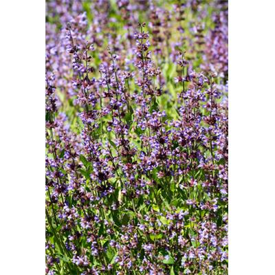 Salvia Officinalis-Salbei, echte, Urtinktur oder Pflanzenextrakt BIO