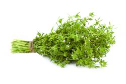 Thymus serpyllum-Feldthymian , Urtinktur oder Pflanzenextrakt BIO