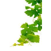 Vitis Vinifera-Rebe, Urtinktur oder Pflanzenextrakt BIO