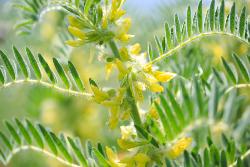 Astragalus membranaceus, Urtinktur oder Pflanzenextrakt BIO