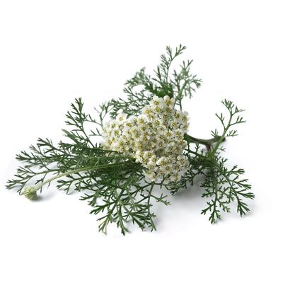 Achillea Millefolium-Garbe, gemeine, Urtinktur oder Pflanzenextrakt BIO