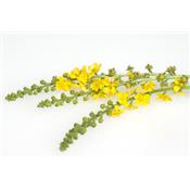 Agrimonia Eupatoria-Ackermennig, Urtinktur oder Pflanzenextrakt BIO