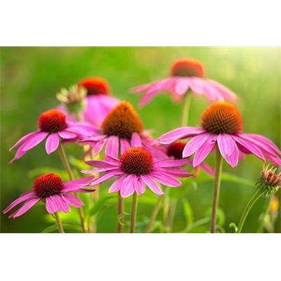 Echinacea Angustifolia-Sonnenhut, Urtinktur oder Pflanzenextrakt BIO