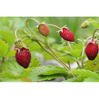 Fragaria Vesca-Erdbeere, gemeine, Urtinktur oder Pflanzenextrakt BIO