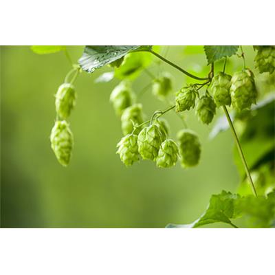 Humulus Lupulus-Hopfen, (zaun-), Urtinktur oder Pflanzenextrakt BIO
