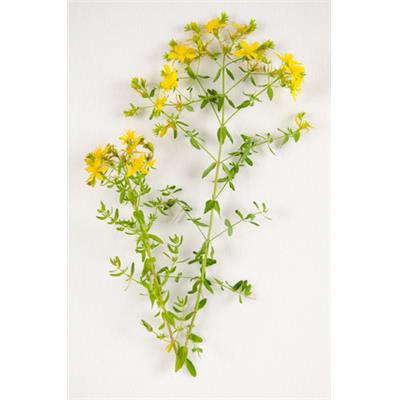 Hypericum Perforatum-Echtes Johanniskraut, Urtinktur oder Pflanzenextrakt BIO