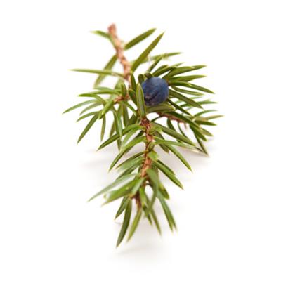 Ätherisches Öl Wacholder - Juniperus BIO