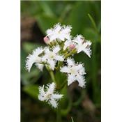 Menyanthes Trifoliata-Bitterklee, sumpf, Urtinktur oder Pflanzenextrakt BIO