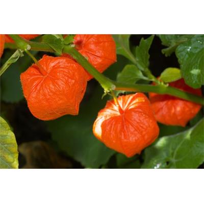 Physalis Alkekengi, Urtinktur oder Pflanzenextrakt BIO