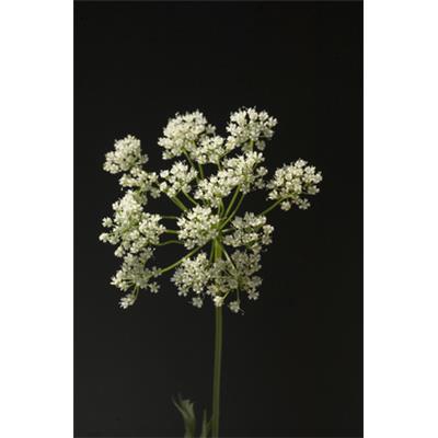 Pimpinella Anisum-Anis, Urtinktur oder Pflanzenextrakt BIO