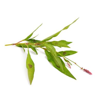 Polygonum Persicaria-Knöterich, floh, Urtinktur oder Pflanzenextrakt BIO