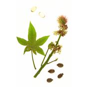 Ricinus Communis-Christuspalme, Urtinktur oder Pflanzenextrakt BIO