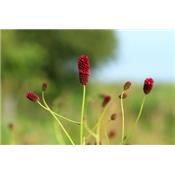 Sanguisorba Officinalis-Bibernelle, grosse, Urtinktur oder Pflanzenextrakt BIO