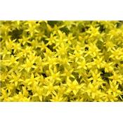 Sedum Acre-Mauerpfeffer, scharfer, Urtinktur oder Pflanzenextrakt BIO