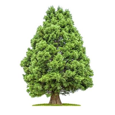 Sequoia Gigantea-, Knospen Glycerinmazerat BIO