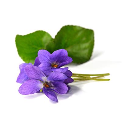 Viola Odorata-Veilchen, Urtinktur oder Pflanzenextrakt BIO